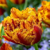 Bulbi de toamna lalele bastia