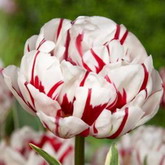 Bulbi de toamna lalele carnaval de nice