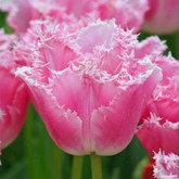 Bulbi de toamna lalele fancy frills