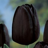 Bulbi de toamna lalele queen of night