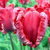 Bulbi de toamna lalele rococo