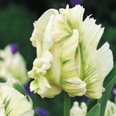 Bulbi de toamna lalele super parrot