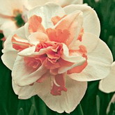 Bulbi de toamna narcise delnashaugh