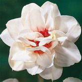 Bulbi de toamna narcise flower drift