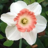 Bulbi de toamna narcise pink charm