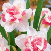 Bulbi de toamna narcise replete