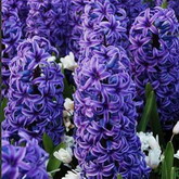 Bulbi de toamna zambile blue jacket