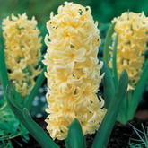 Bulbi de toamna zambile city of haarlem