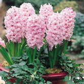 Bulbi de toamna zambile fondant