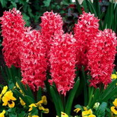 Bulbi de toamna zambile jan boss