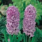 Bulbi de toamna zambile splendid cornelia