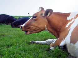 Un caz de ‘Boala limbii albastre’ (Bluetongue) a fost diagnosticat in Romania