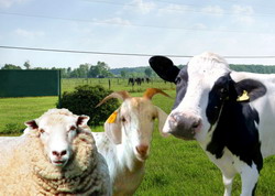 APIA: Controale in exploatatiile de bovine, ovine si caprine care au solicitat subventii