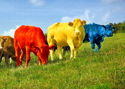 Romania nu exporta bovine, carne si produse din carne de bovine in Federatia Rusa