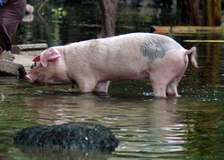 ANSVSA ia masuri in zonele afectate de inundatii
