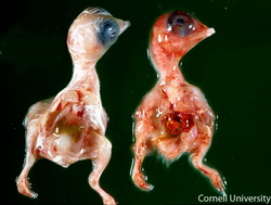 Micoplasmoza respiratorie aviara 2