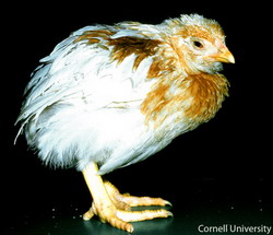 Micoplasmoza respiratorie aviara 3