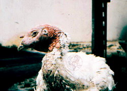 Micoplasmoza respiratorie aviara 4