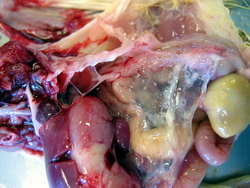 Micoplasmoza respiratorie aviara 5