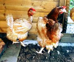 Naparlirea la pasari