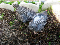 Naparlirea pasarilor 2