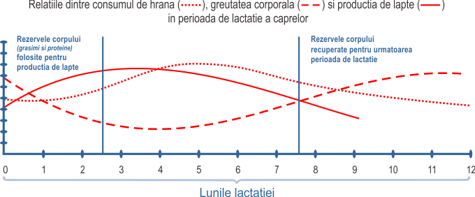 Perioada de lactatie la capre