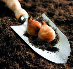 Plantarea bulbilor de toamna