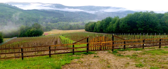 Plantatie Goji Brasov