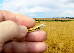 Cantitate record de rapita produsa in acest an: 1,1 milioane de tone