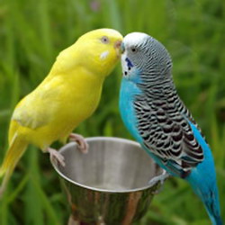 Sfaturi la achizitionarea unui perus