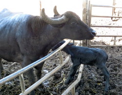 Conditii mizere si metode brutale aplicate in fermele de bivoli si bivolite din Italia