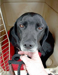 Reguli privind identificarea si miscarea animalelor de companie