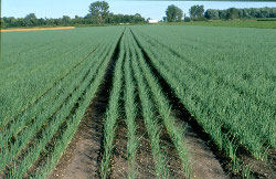 Cultura cepei prin semanat direct