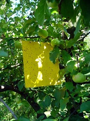 2914 5931 na-drevju-ohranimo-rumene-p