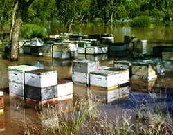 Ajutor in sectorul apicol propus pentru compensarea inundatiilor din mai – iulie 2014