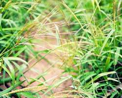 Solutia Summit Agro pentru buruienile graminee