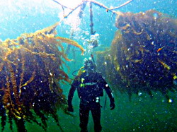 Materiale textile inovatoare pentru stimularea culturii algelor marine in UE