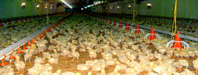 Microclimatul in cresterea intensiva a pasarilor