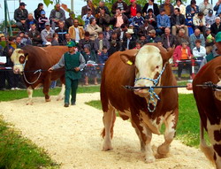 Parada Taurilor SEMTEST-BVN 2014