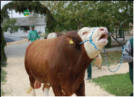 Parada Taurilor Semtest BVN 3