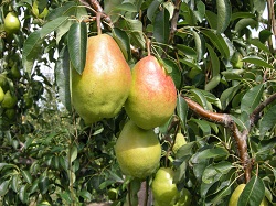 Harovin Sundown,  un soi de pere rezistent la focul bacterian