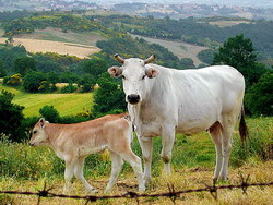 Rasa noua de vaci de carne Cluj-Italia