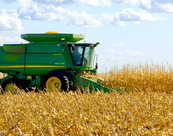 Romania, pe primul loc in UE la suprafata cultivata cu porumb. Randamentul insa este scazut