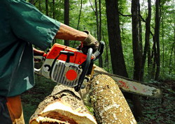 Zilele Forestierului 2014