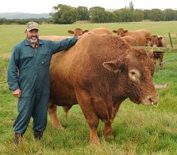 South Devon – rasa indigena engleza de carne