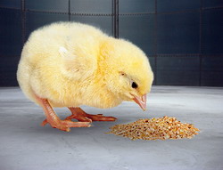 CE adopta propuneri pentru hrana animalelor cu adaos de medicamente pentru tratarea si prevenirea bolilor la animale