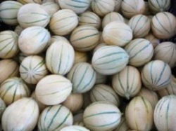 TOP MELON produce pepeni galbeni tot timpul anului