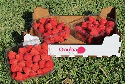 Soiuri noi de zmeura pe piata europeana