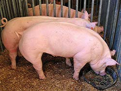 Cresterea porcilor in fermele mici