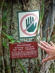 q9801070 1092749 manchineeltree